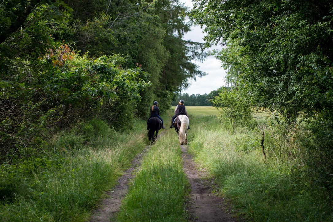 HestTilHjemmeside-120